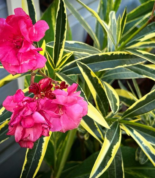 Nerium oleander variegata